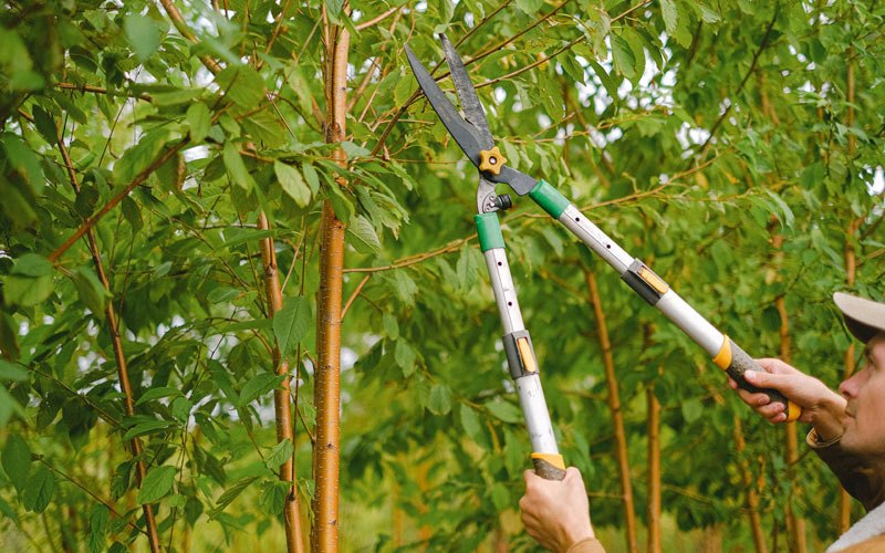 Tree trimming in Barrow, AK